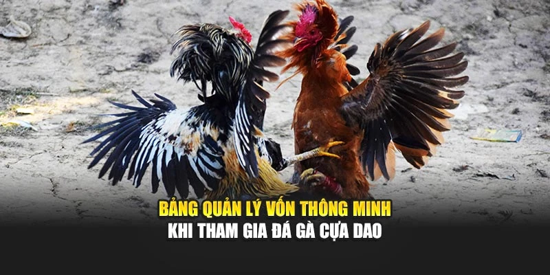 Bảng quản lý vốn thông minh khi tham gia đá gà cựa dao