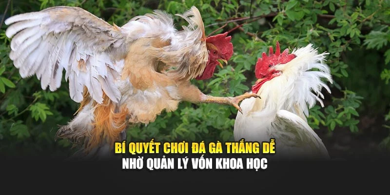 Bí quyết chơi đá gà thắng dễ nhờ quản lý vốn khoa học
