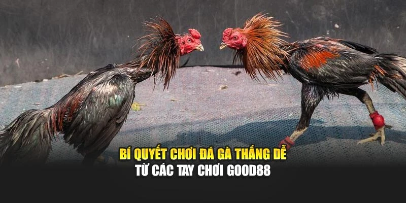 Bí Quyết Chơi Đá Gà Thắng Dễ Từ Các Tay Chơi Good88