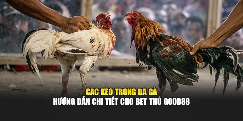 Các Kèo Trong Đá Gà – Hướng Dẫn Chi Tiết Cho Bet Thủ Good88