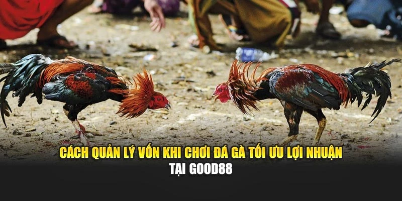 Cách Quản Lý Vốn Khi Chơi Đá Gà Tối Ưu Lợi Nhuận Tại Good88