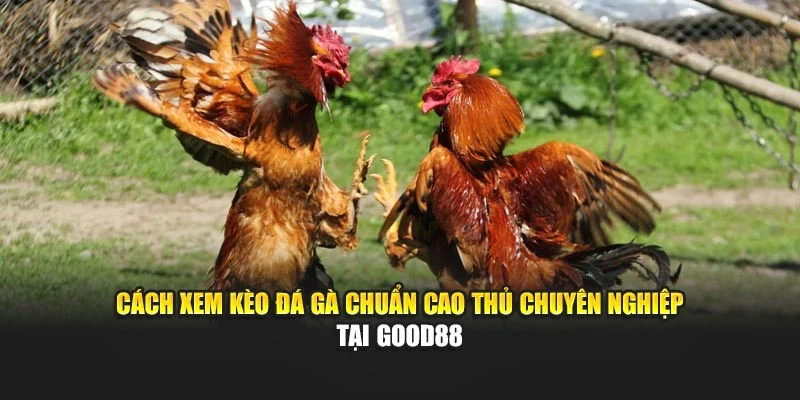 Cách Xem Kèo Đá Gà Chuẩn Cao Thủ Chuyên Nghiệp Tại Good88
