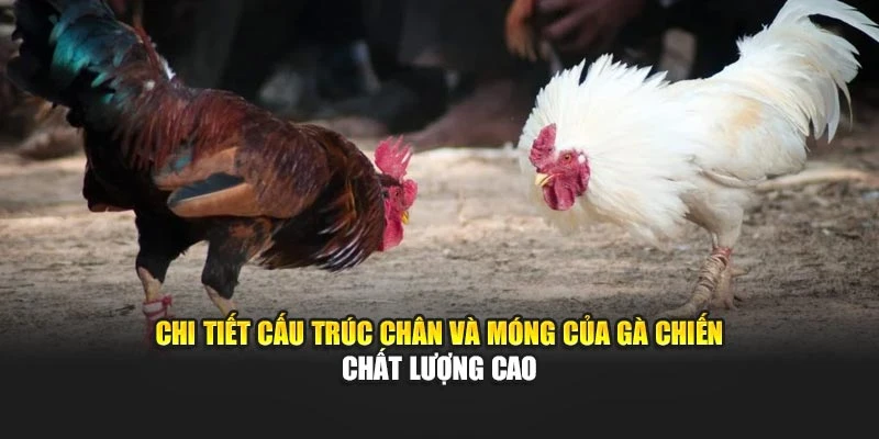 Chi tiết cấu trúc chân và móng của gà chiến chất lượng cao