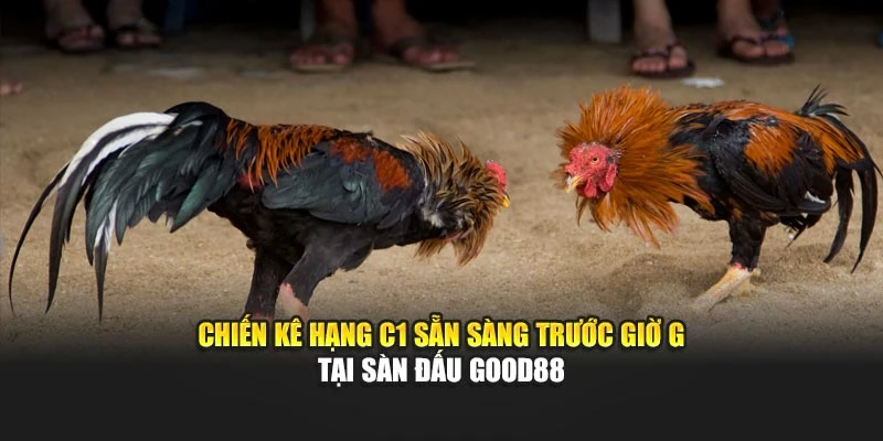 Chiến kê hạng C1 sẵn sàng trước giờ G tại sàn đấu Good88