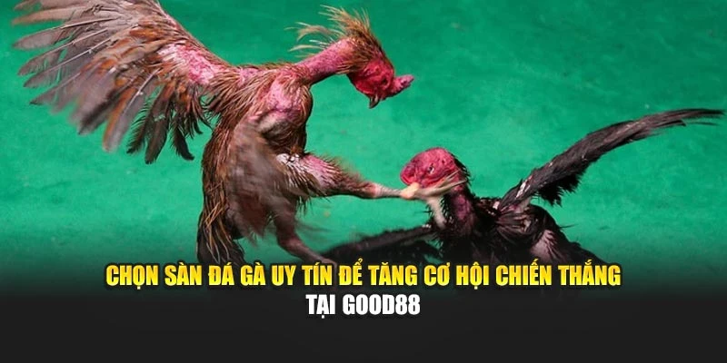 Chọn Sàn Đá Gà Uy Tín Để Tăng Cơ Hội Chiến Thắng Tại Good88