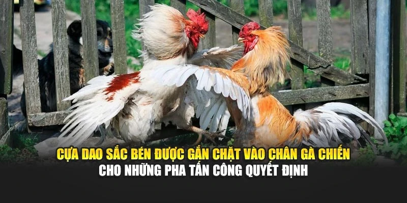 Cựa dao sắc bén được gắn chặt vào chân gà chiến cho những pha tấn công quyết định