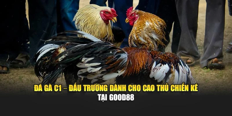 Đá Gà C1 – Đấu Trường Dành Cho Cao Thủ Chiến Kê Tại Good88