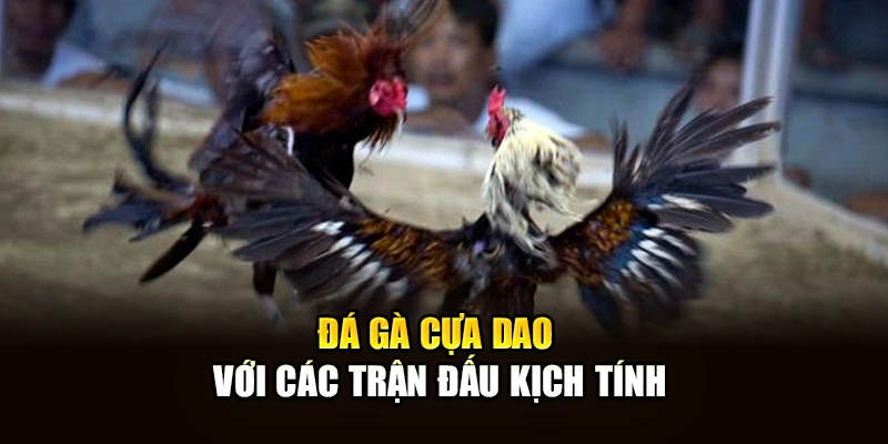 Đá gà cựa dao với các trận đấu kịch tính