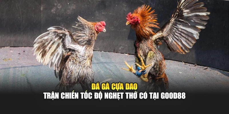 Đá Gà Cựa Dao – Trận Chiến Tốc Độ Nghẹt Thở Có Tại Good88