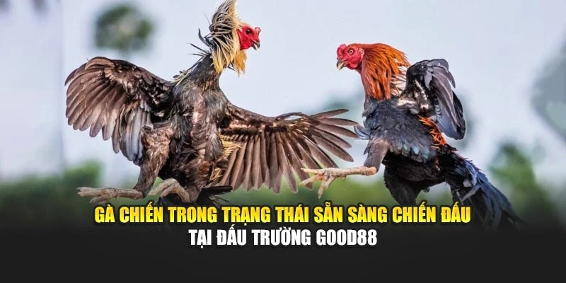 Gà chiến trong trạng thái sẵn sàng chiến đấu tại đấu trường Good88