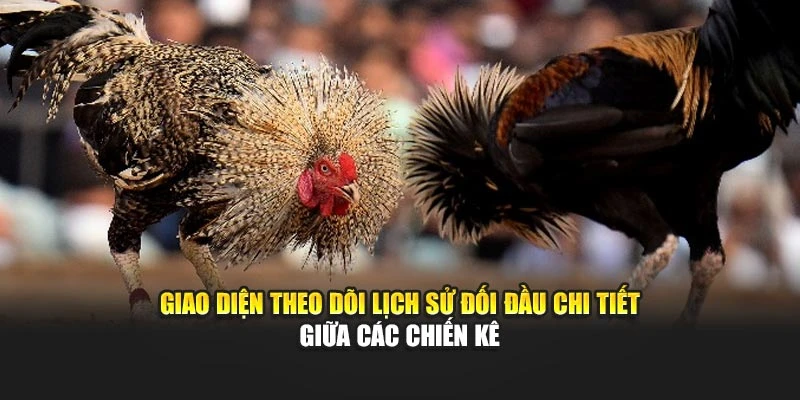 Giao diện theo dõi lịch sử đối đầu chi tiết giữa các chiến kê