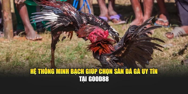 Hệ thống minh bạch giúp chọn sàn đá gà uy tín tại Good88