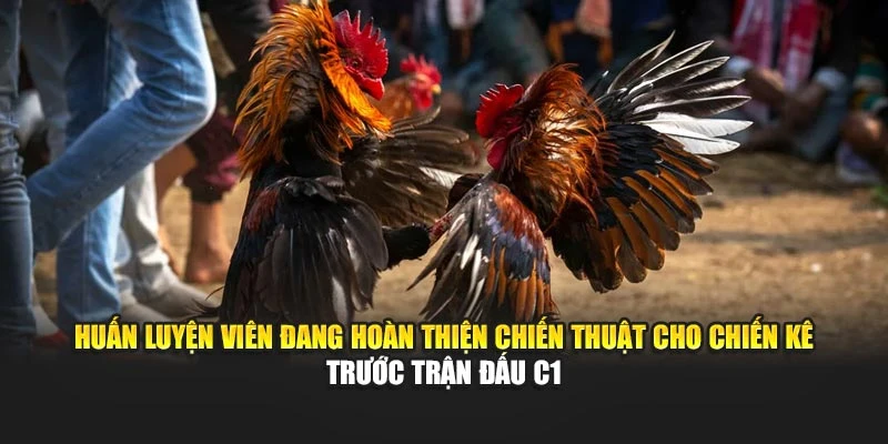 Huấn luyện viên đang hoàn thiện chiến thuật cho chiến kê trước trận đấu C1