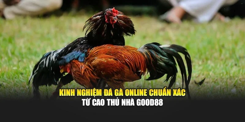 Kinh Nghiệm Đá Gà Online Chuẩn Xác Từ Cao Thủ Nhà Good88