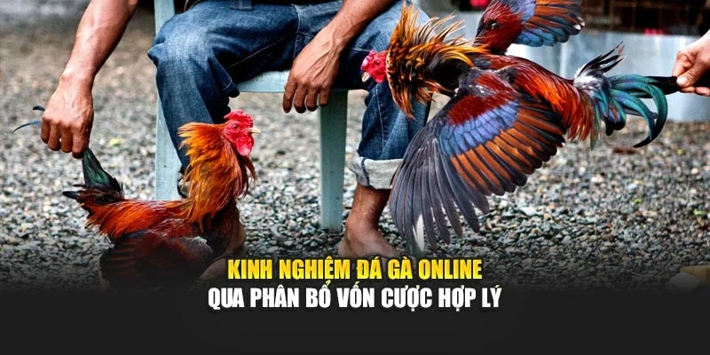 Kinh nghiệm đá gà online qua phân bổ vốn cược hợp lý
