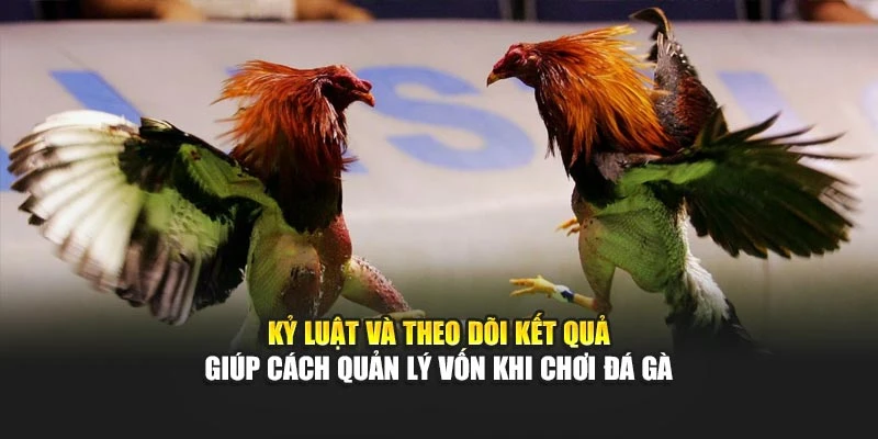 Kỷ luật và theo dõi kết quả giúp cách quản lý vốn khi chơi đá gà