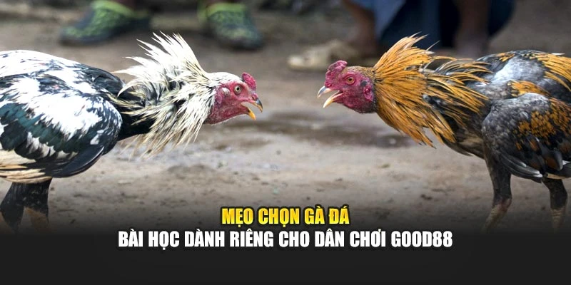 Mẹo Chọn Gà Đá - Bài Học Dành Riêng Cho Dân Chơi Good88