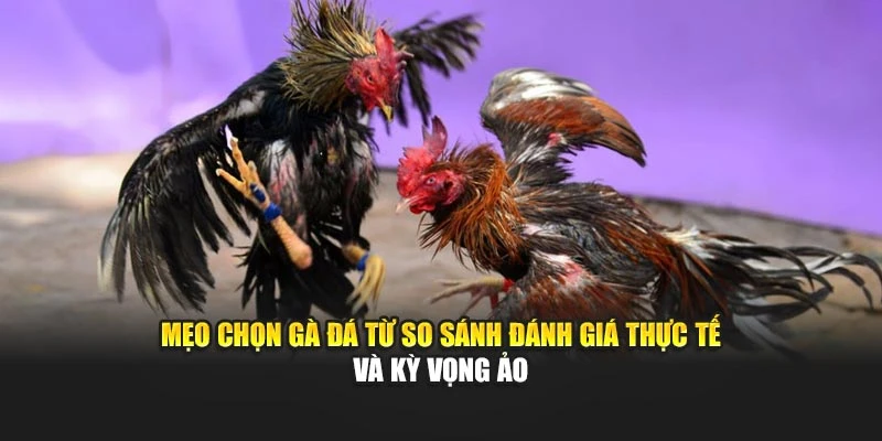 Mẹo chọn gà đá từ so sánh đánh giá thực tế và kỳ vọng ảo