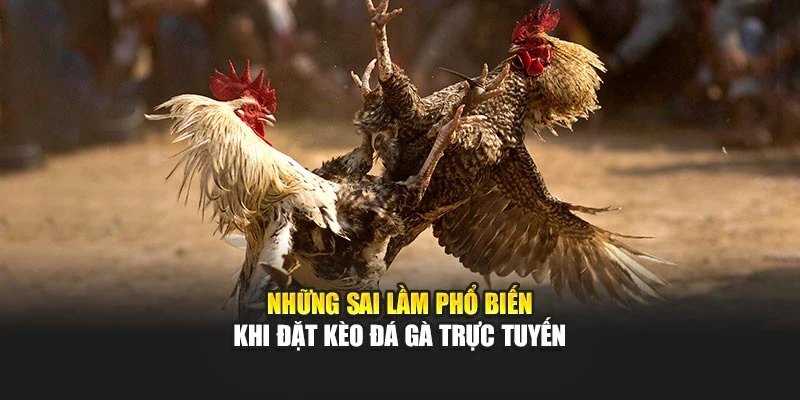 Những sai lầm phổ biến khi đặt kèo đá gà trực tuyến