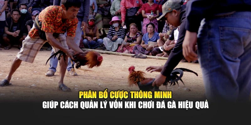 Phân bổ cược thông minh giúp cách quản lý vốn khi chơi đá gà hiệu quả