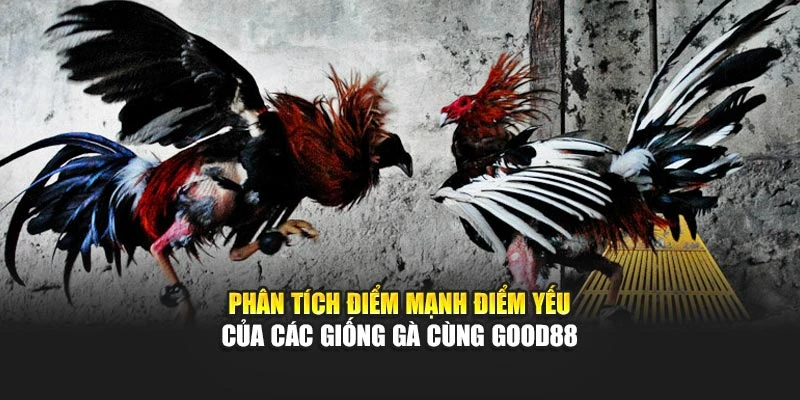 Phân tích điểm mạnh điểm yếu của các giống gà cùng Good88