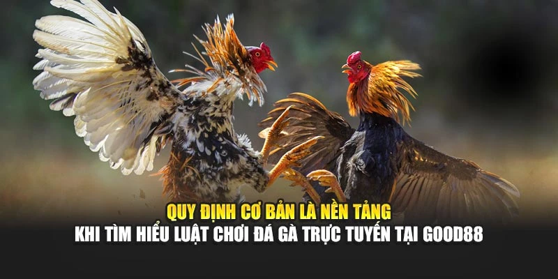Quy định cơ bản là nền tảng khi tìm hiểu luật chơi đá gà trực tuyến tại Good88