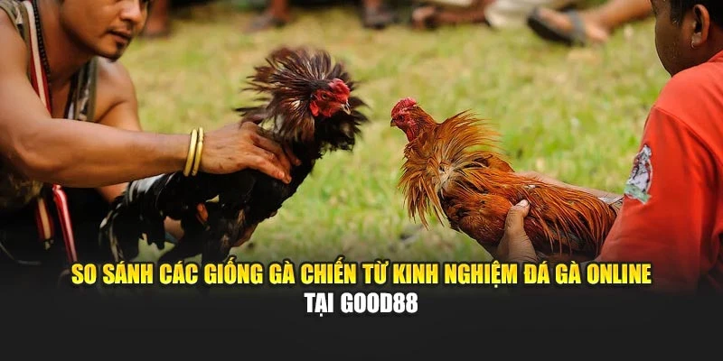 So sánh các giống gà chiến từ kinh nghiệm đá gà online tại Good88