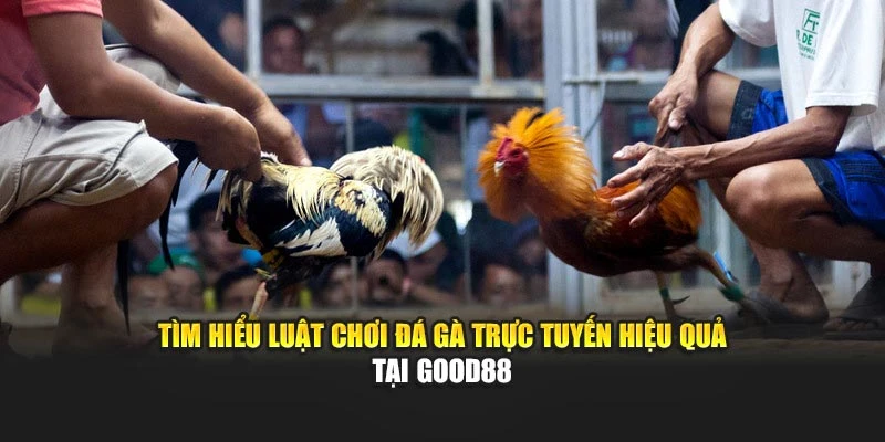 Tìm hiểu luật chơi đá gà trực tuyến hiệu quả tại Good88