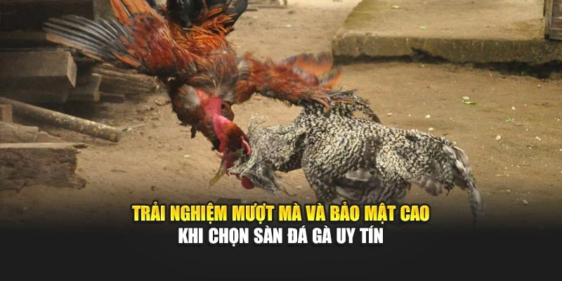 Trải nghiệm mượt mà và bảo mật cao khi chọn sàn đá gà uy tín