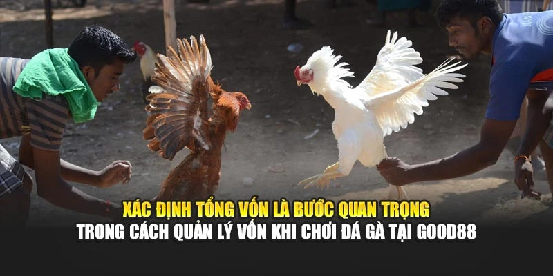 Xác định tổng vốn là bước quan trọng trong cách quản lý vốn khi chơi đá gà tại Good88